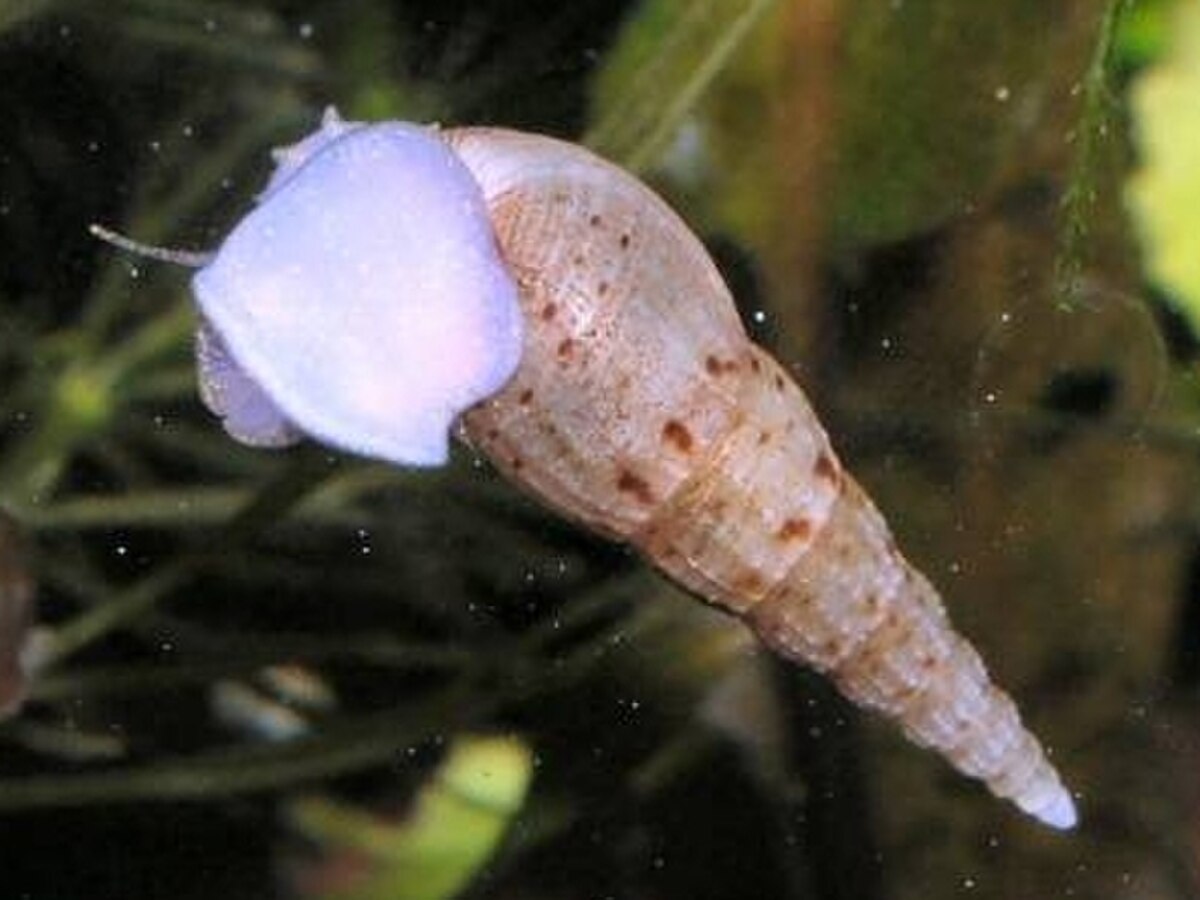 Melanoides