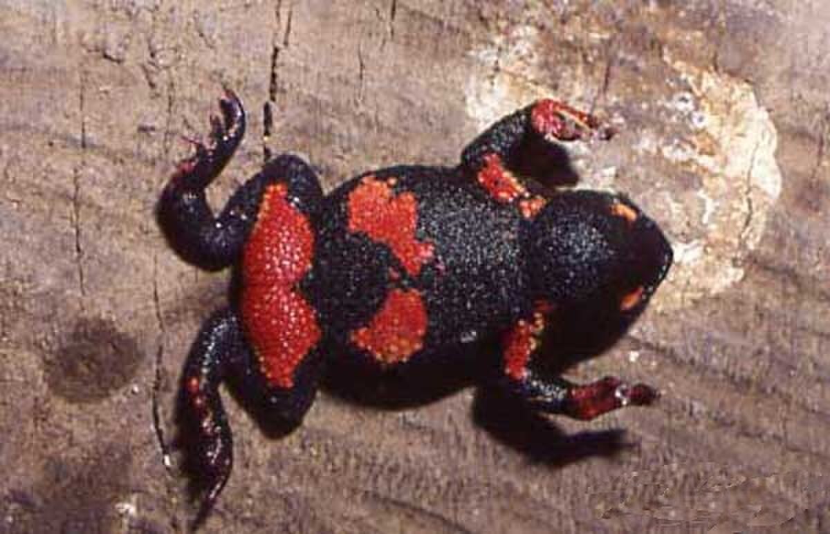 Melanophryniscus atroluteus