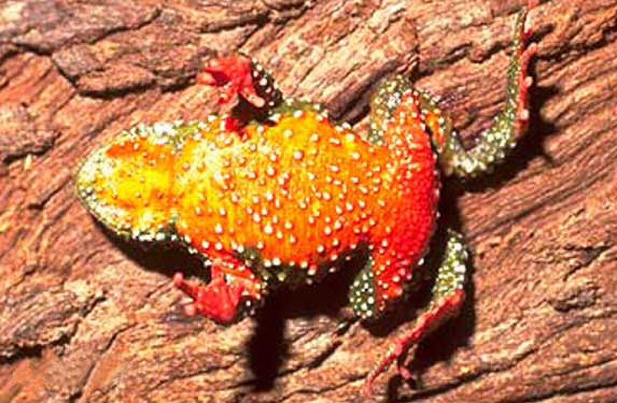 Melanophryniscus cambaraensis