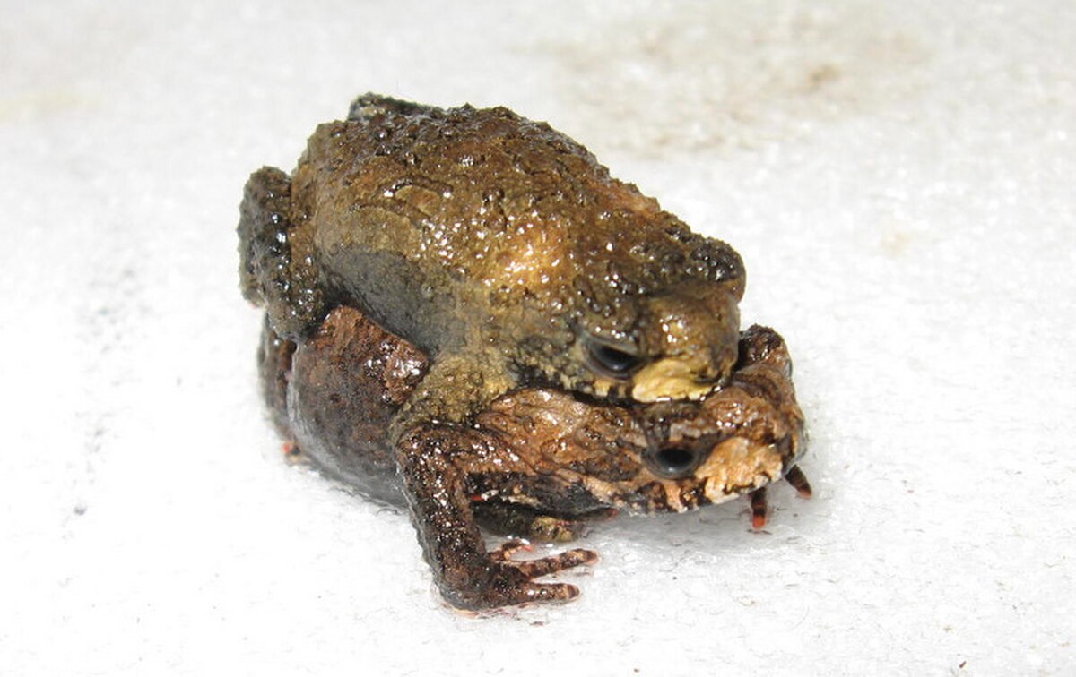 Melanophryniscus devincenzii