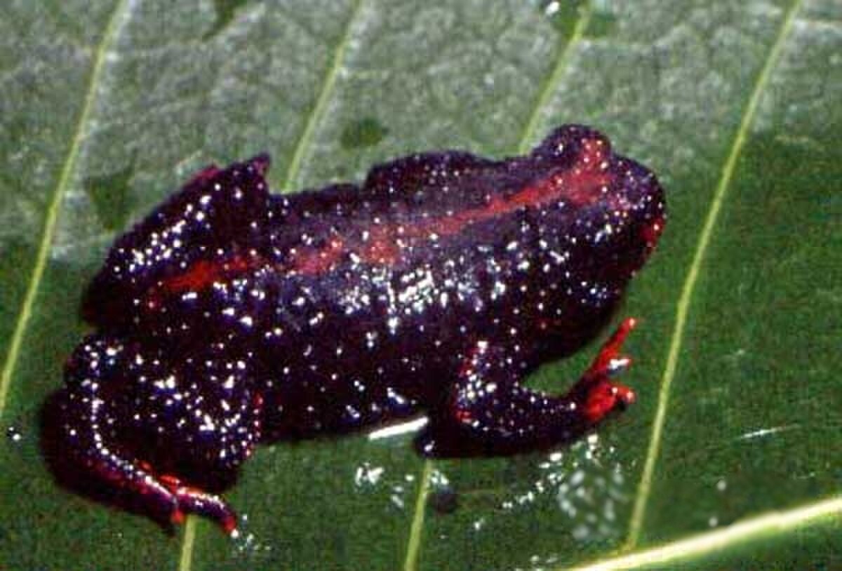 Melanophryniscus dorsalis