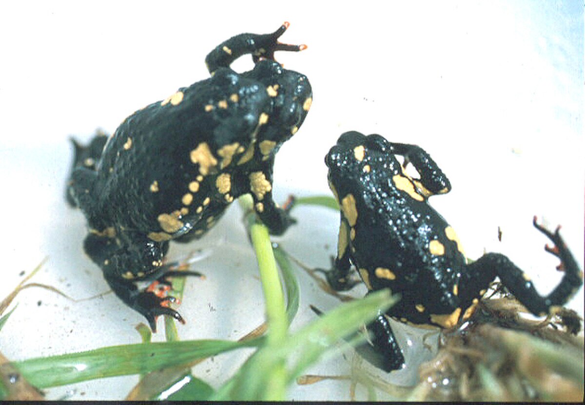Melanophryniscus stelzneri