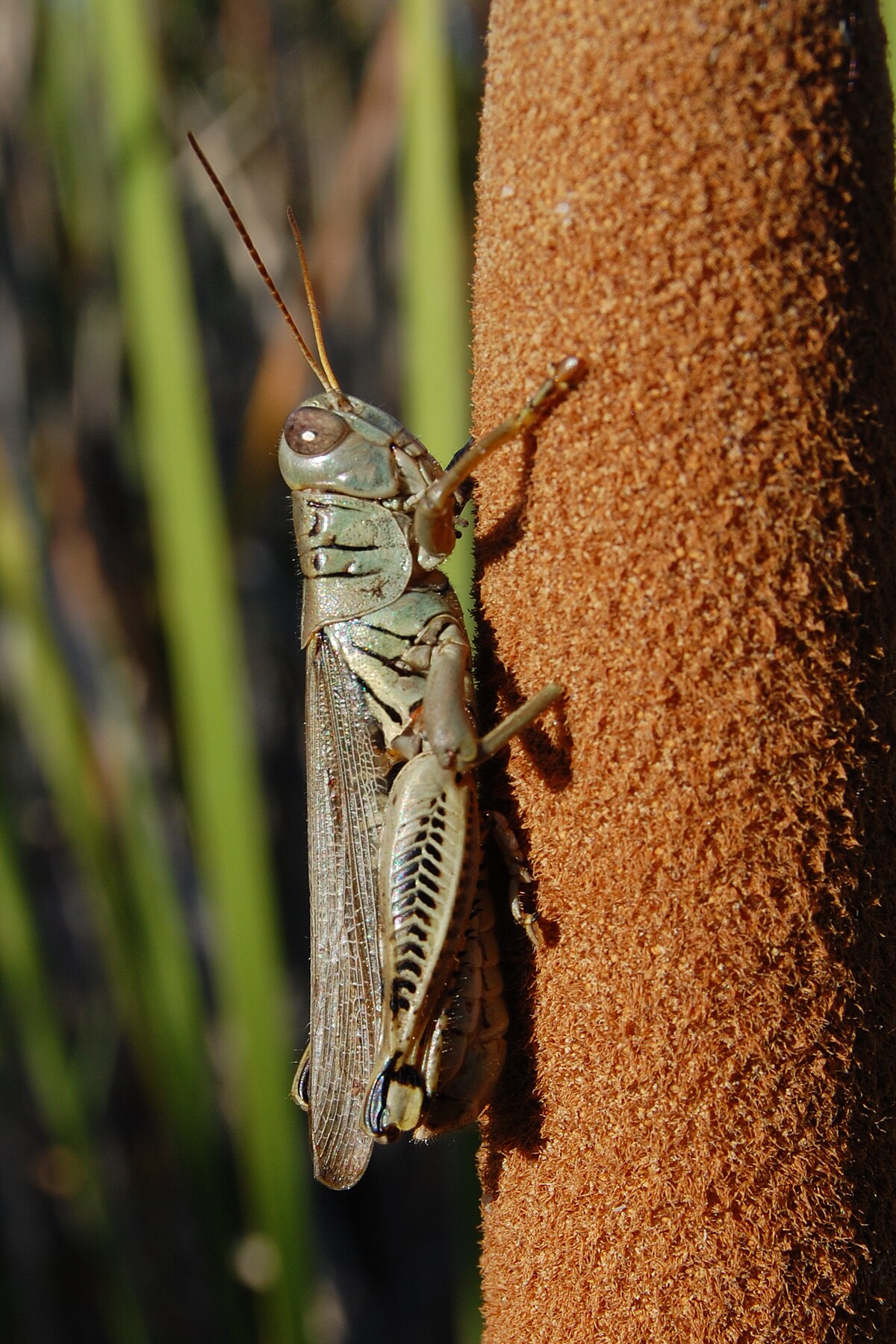 Melanoplinae