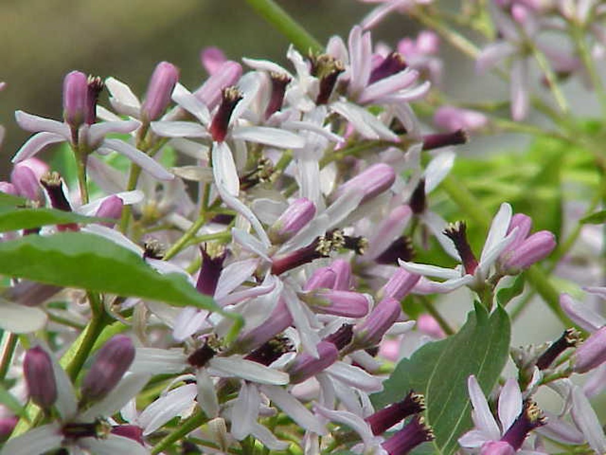 Meliaceae