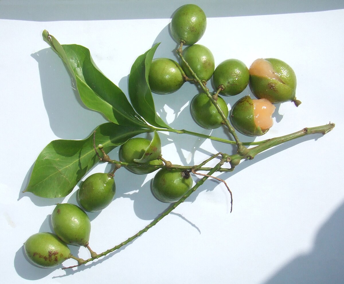 Melicoccus
