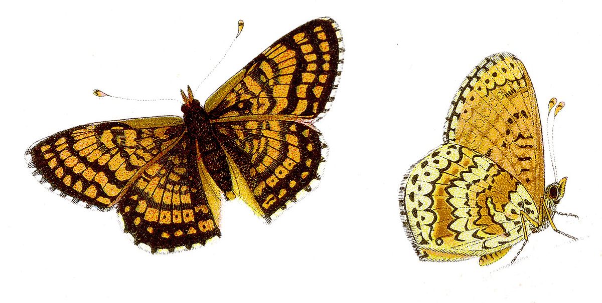 Melitaea cinxia - Wegerich-Scheckenfalter.jpg
