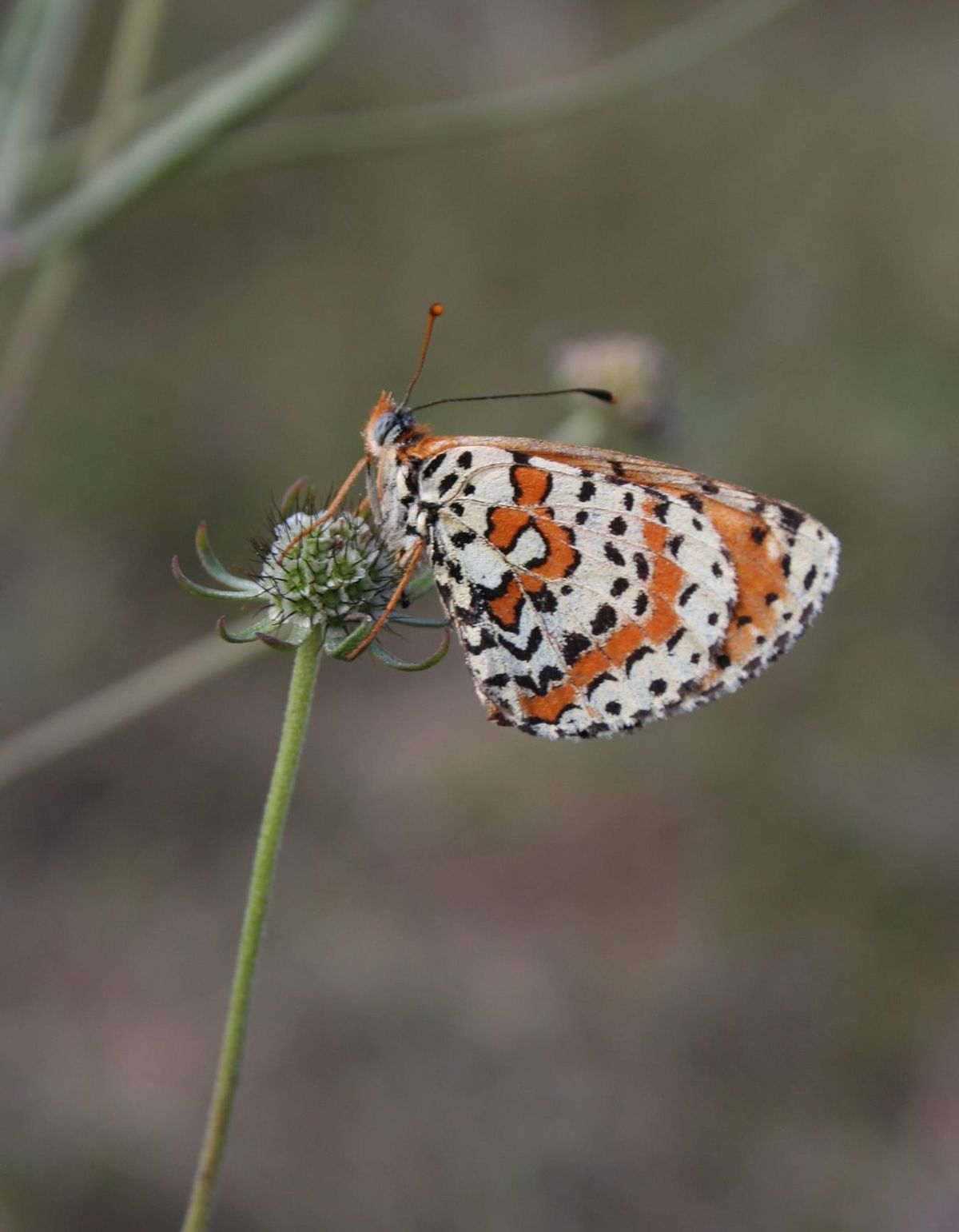 Melitaea