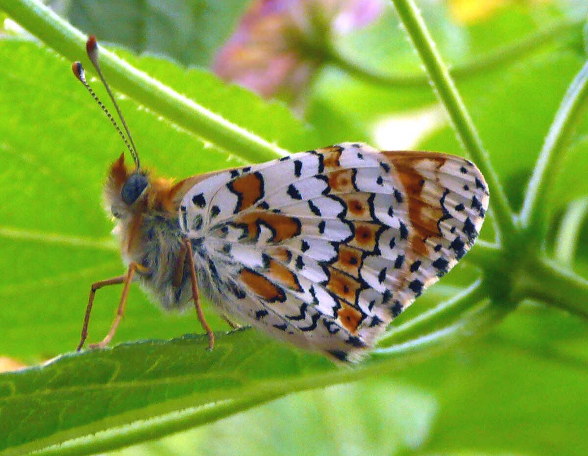 Mélitée du plantain