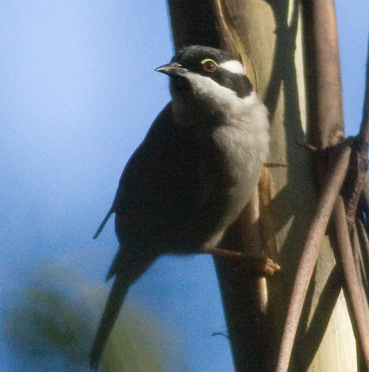Méliphage à bec fort