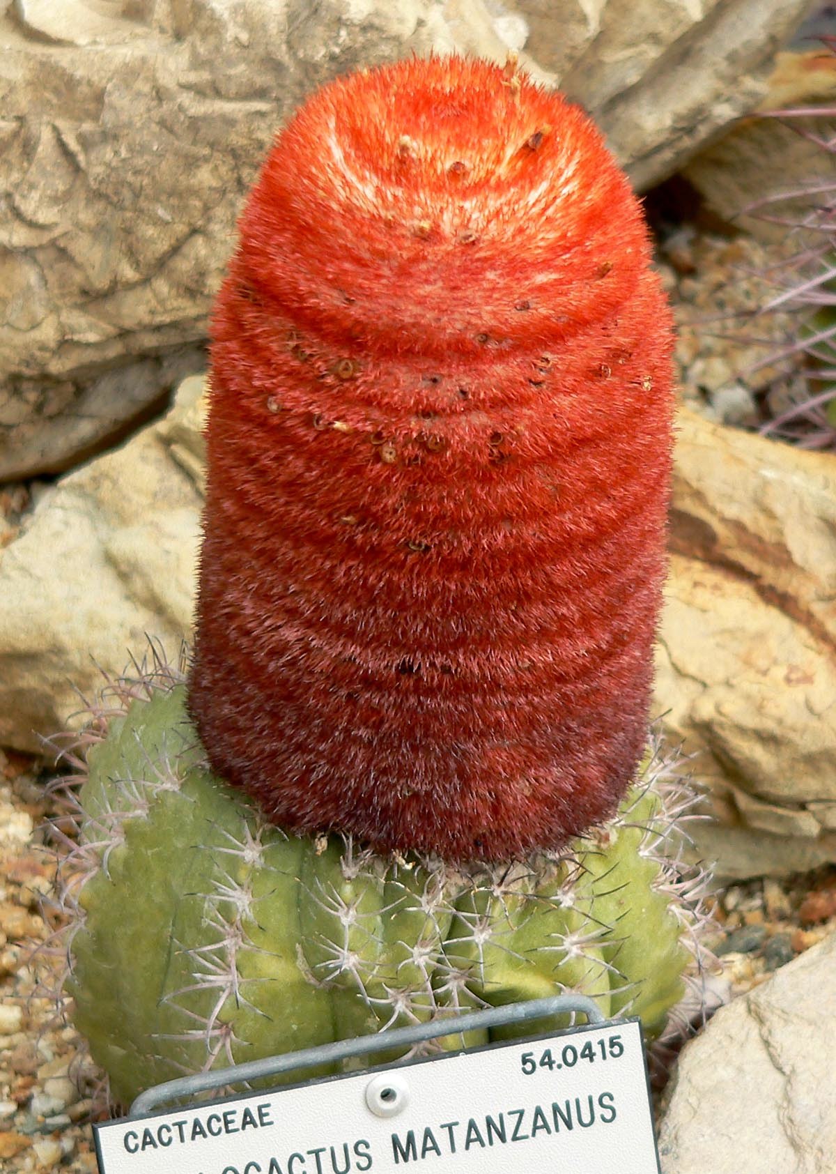 Melocactus