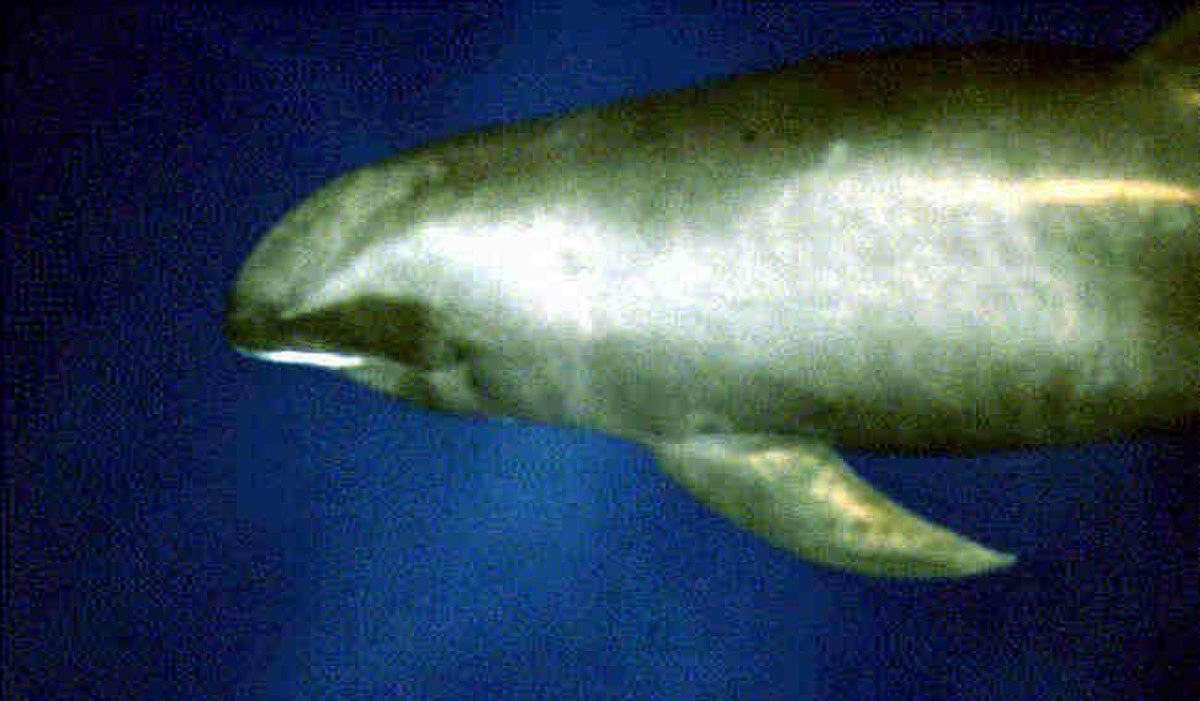 Péponocéphale