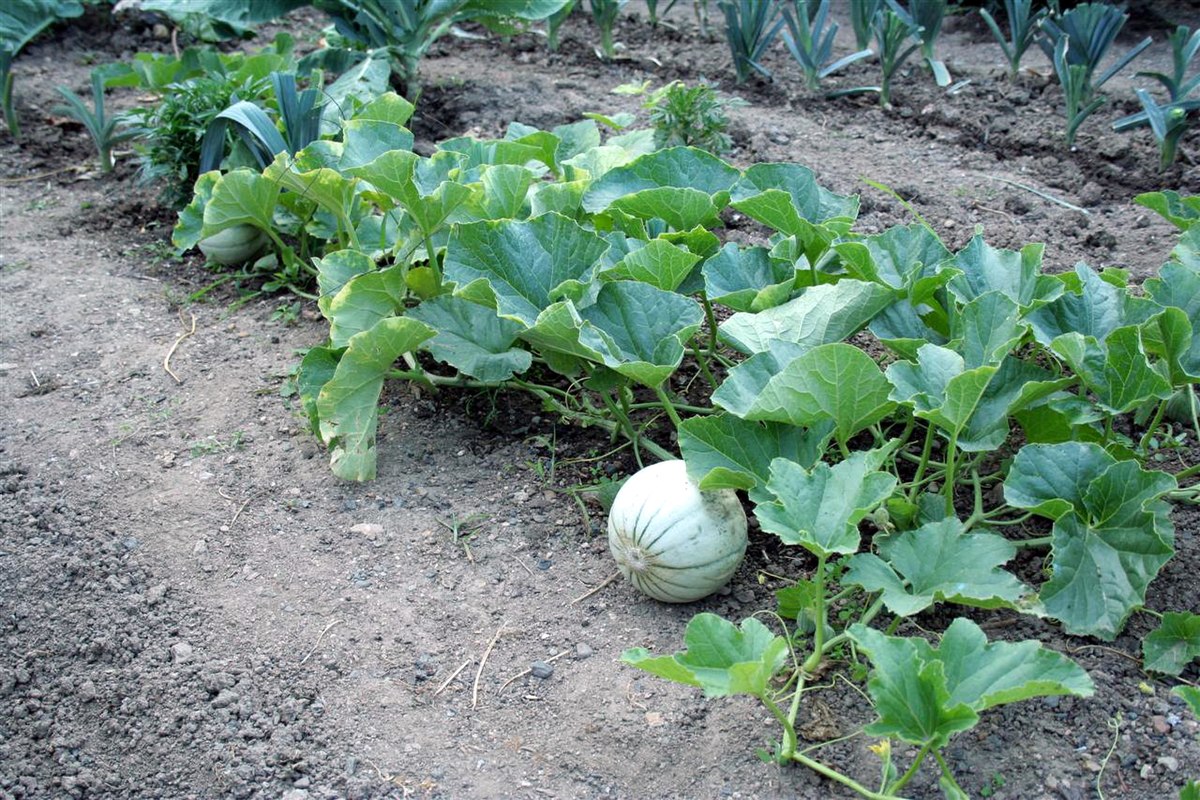 Melon (plante)