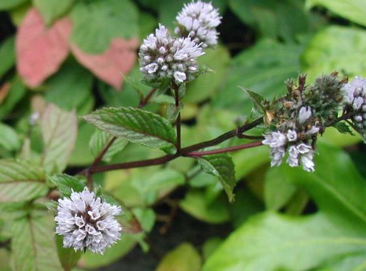 Menthe poivrée