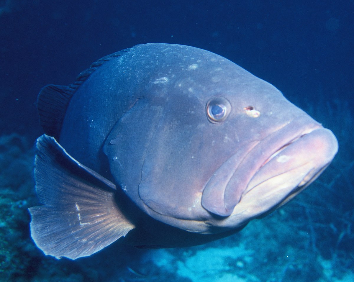 Epinephelinae