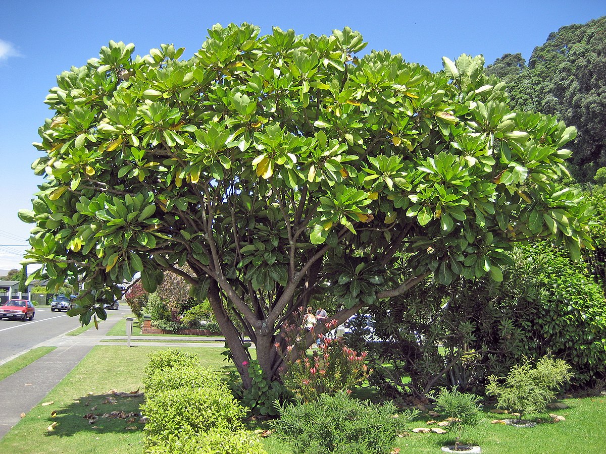 Meryta