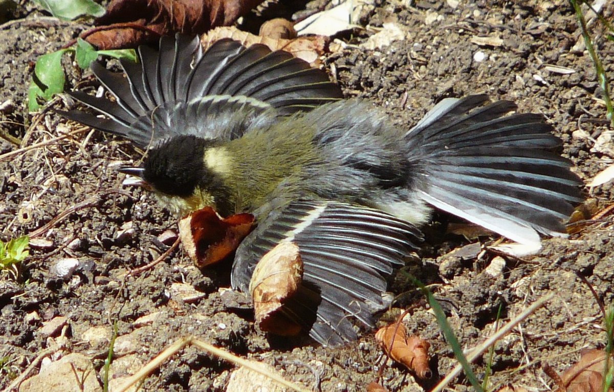 Jeune mésange charbonnièrese séchant au soleil après un bain