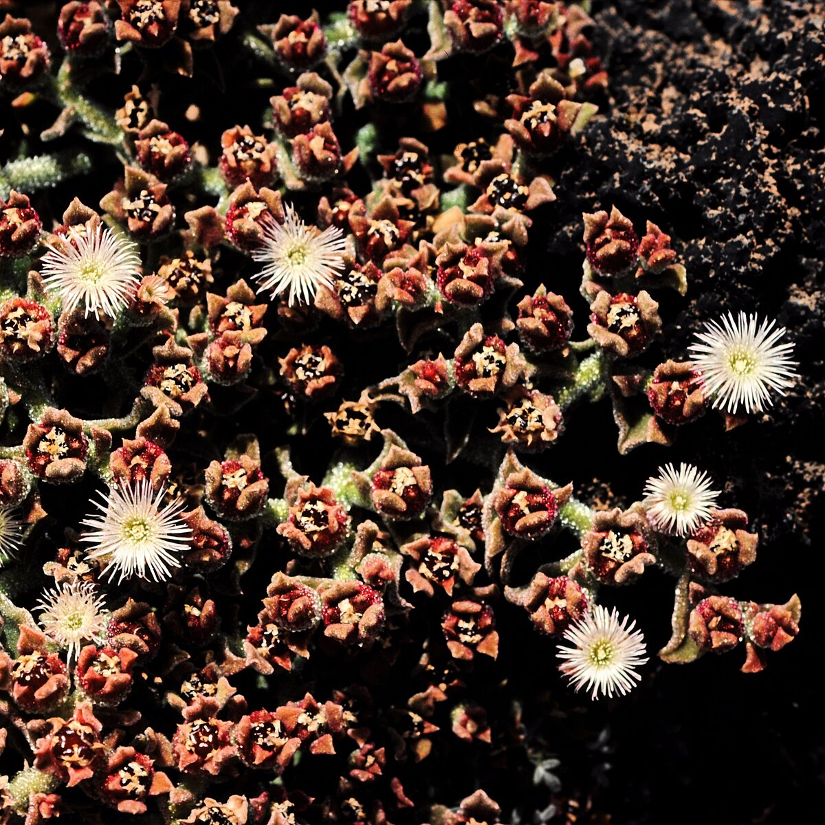 Mesembryanthemum crystallinum