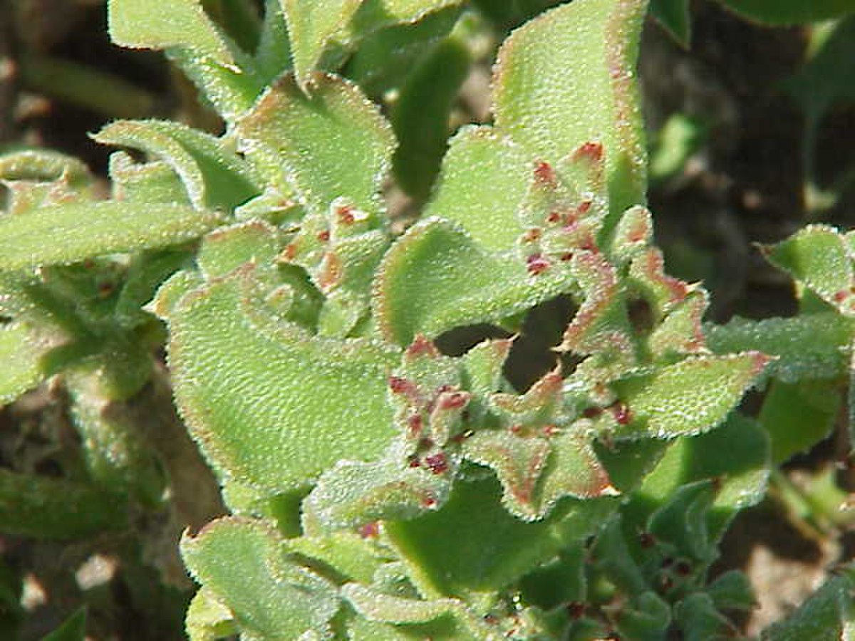 Mesembryanthemum