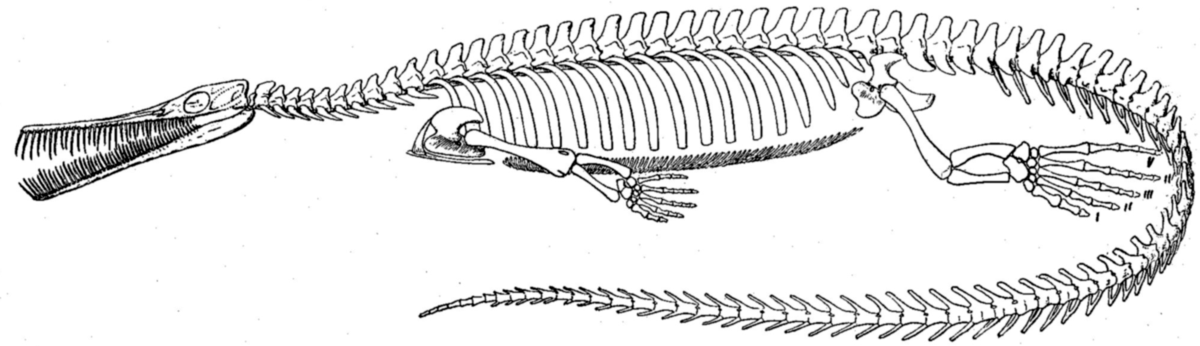 Mesosauridae