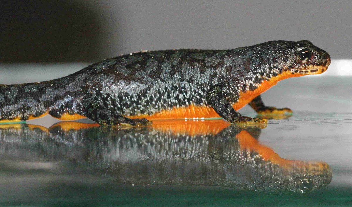 Triturus