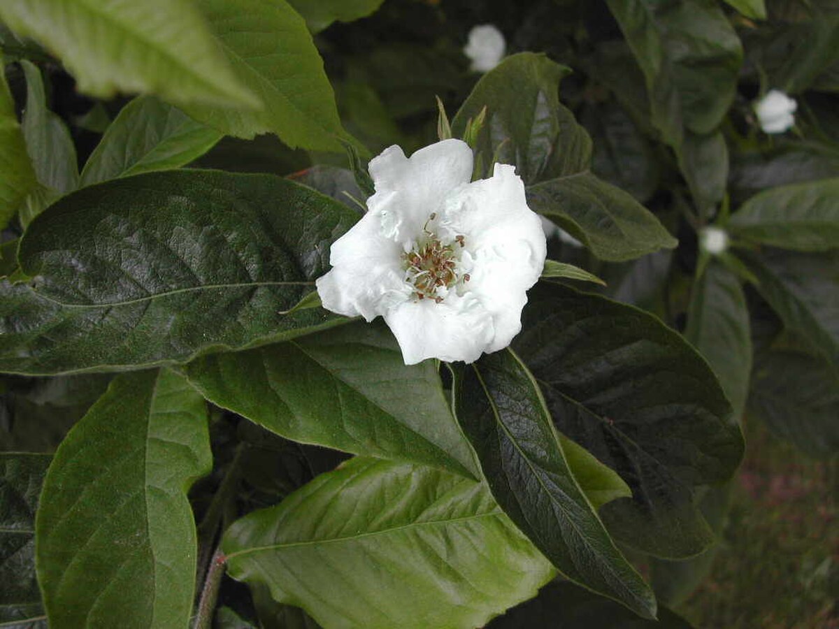 Fleur