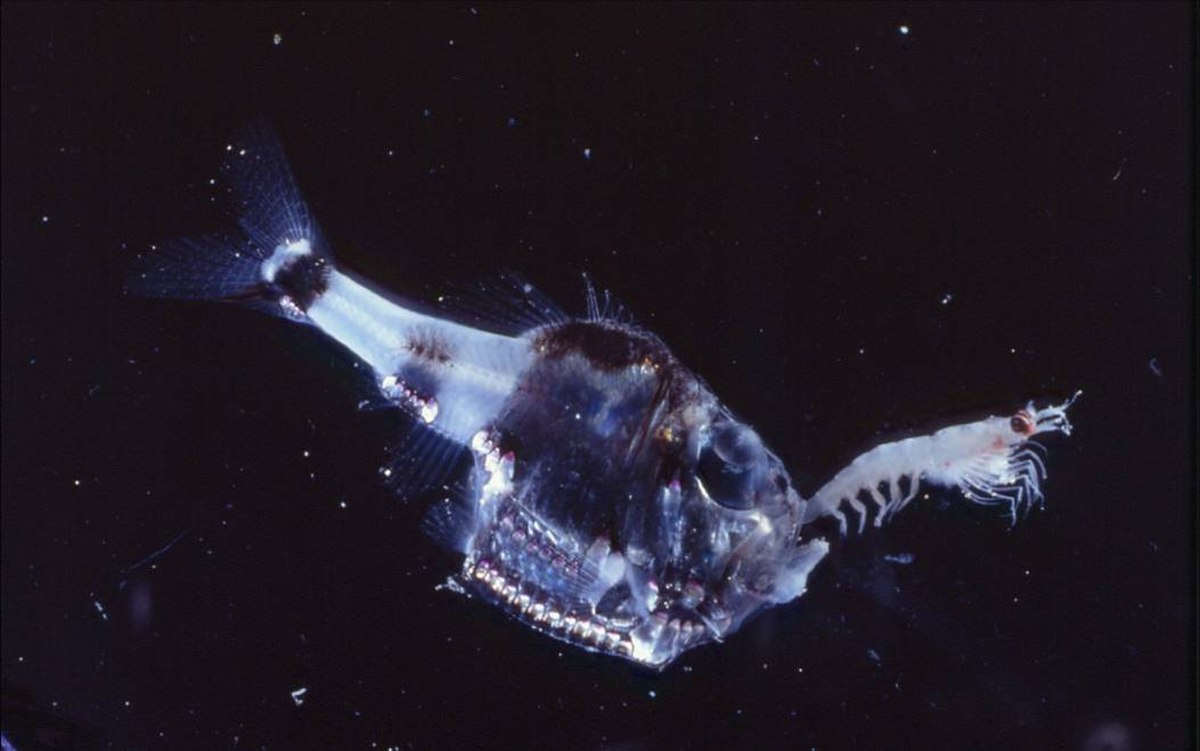 Sternoptychidae
