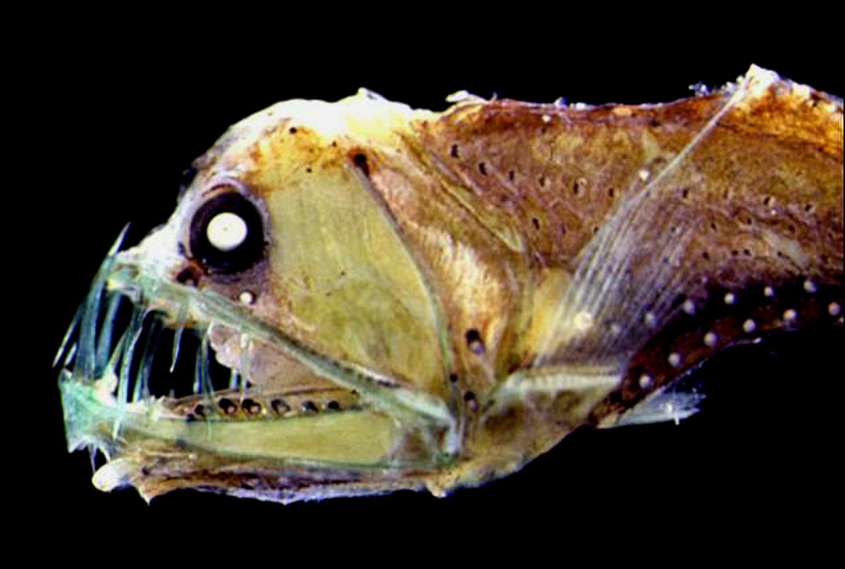 Poisson-vipère