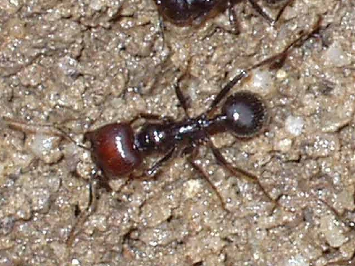 Messor barbarus