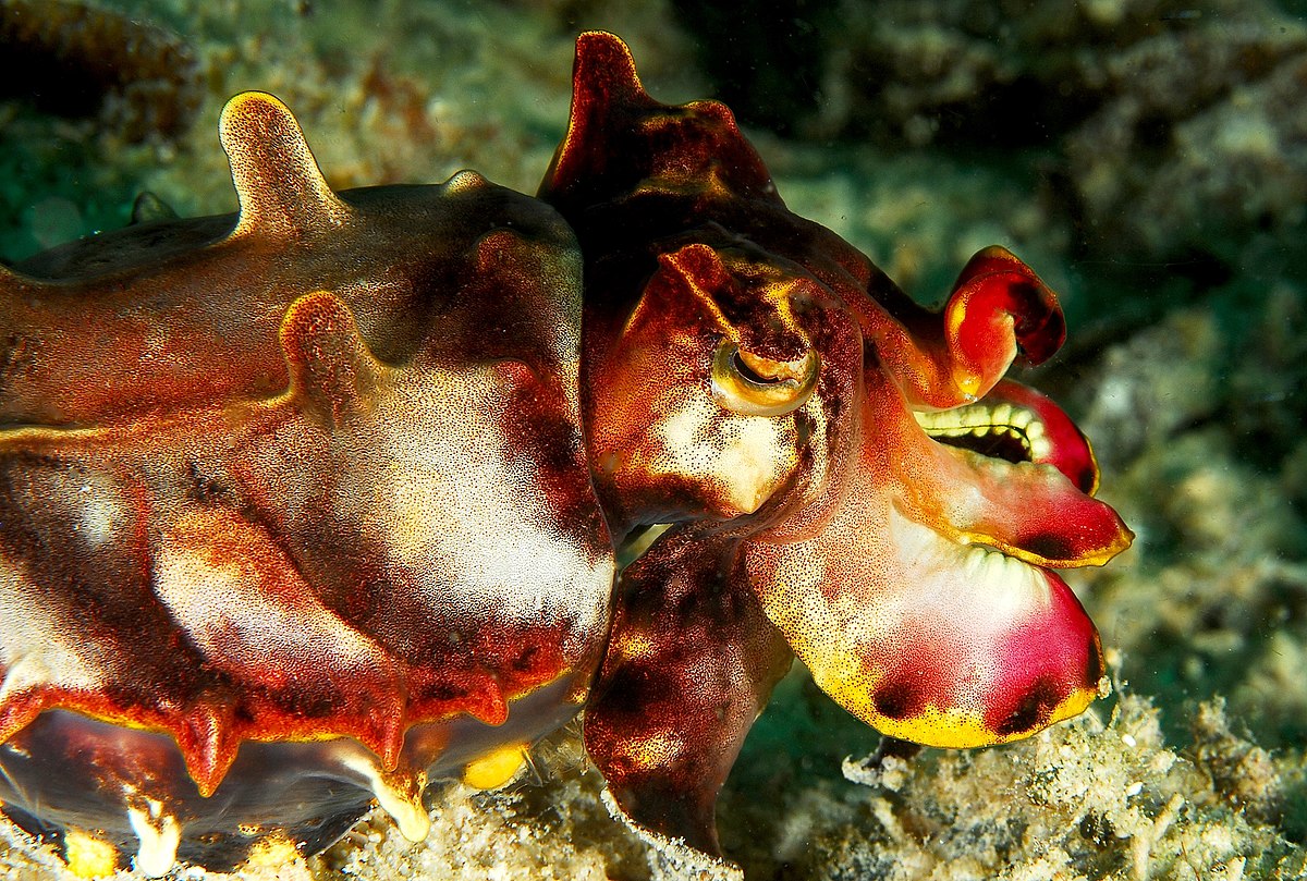 Seiche flamboyante