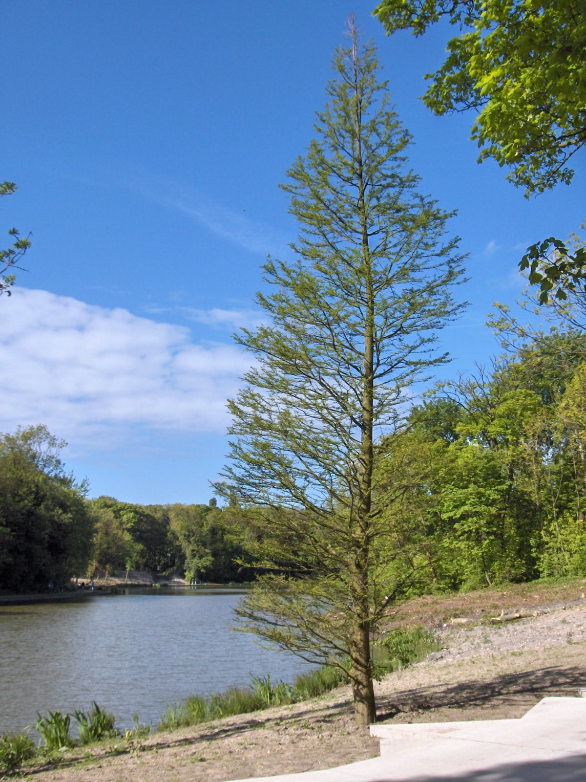 Metasequoia glyptostroboides