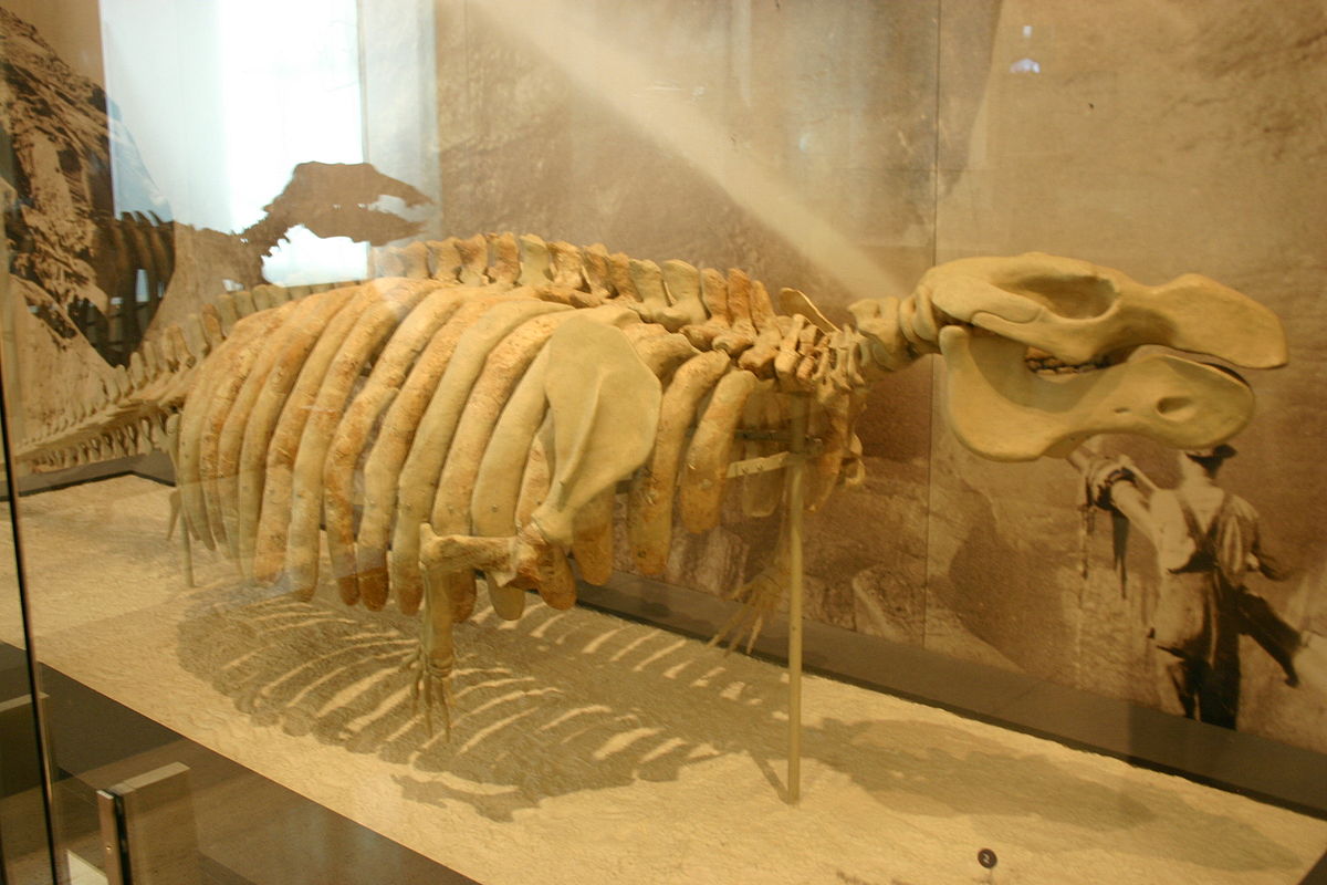 Metaxytherium