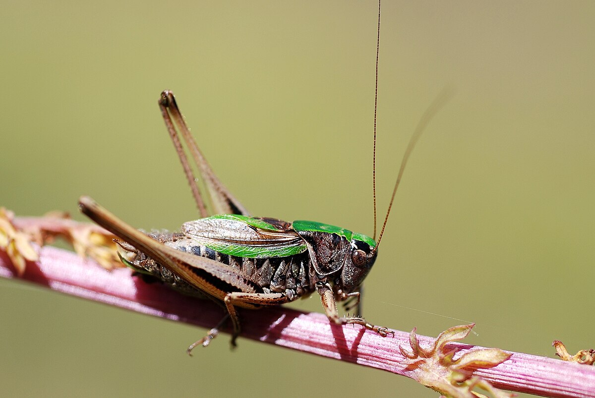 Metrioptera