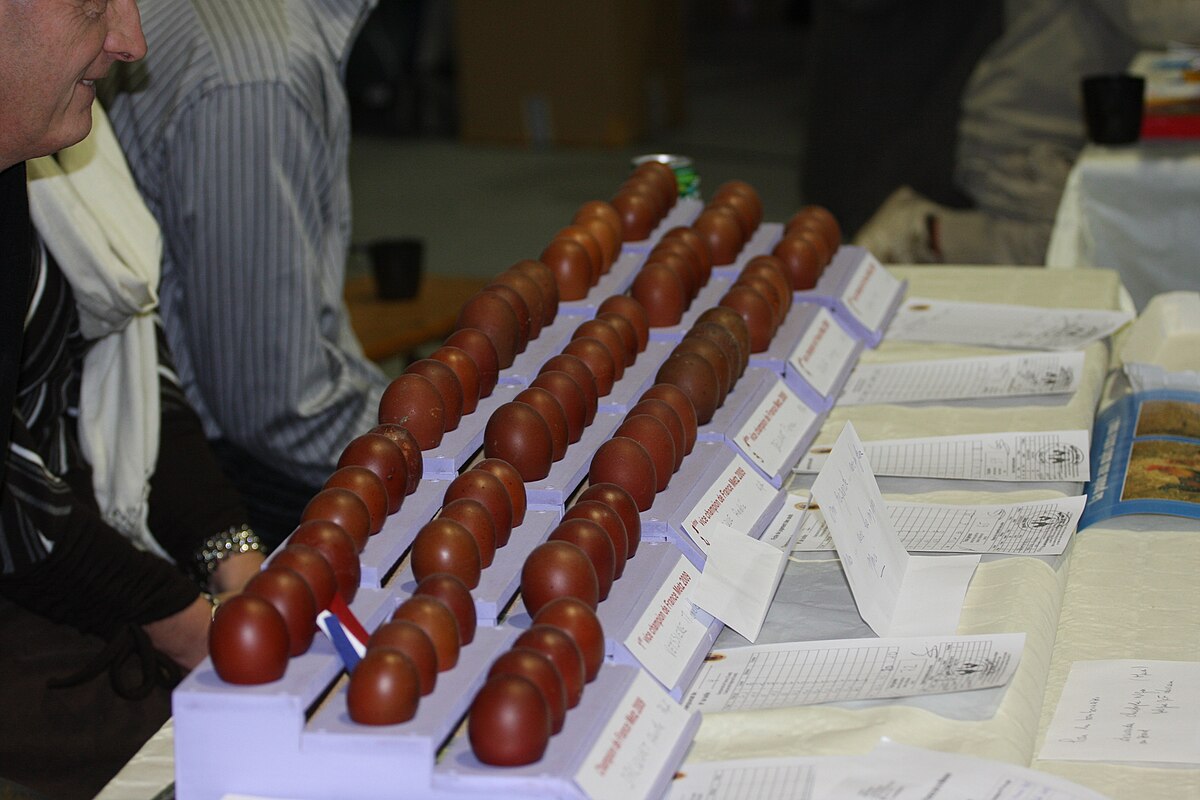 Marans-Club de France