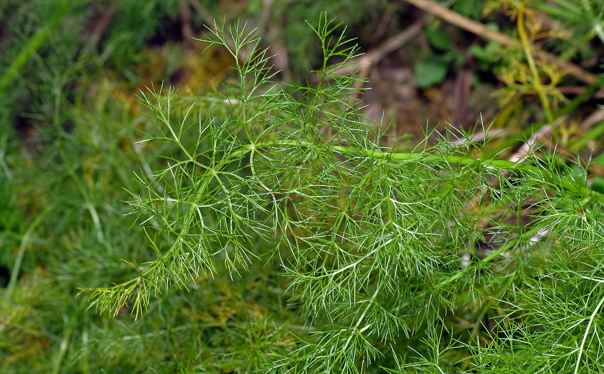 Meum athamanticum - close-up (aka).jpg