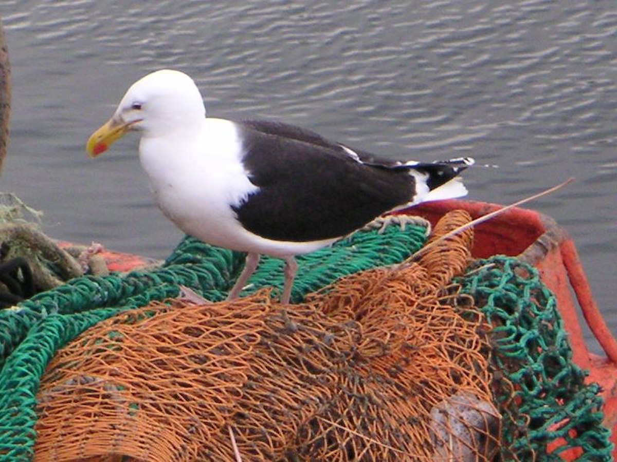 Larus