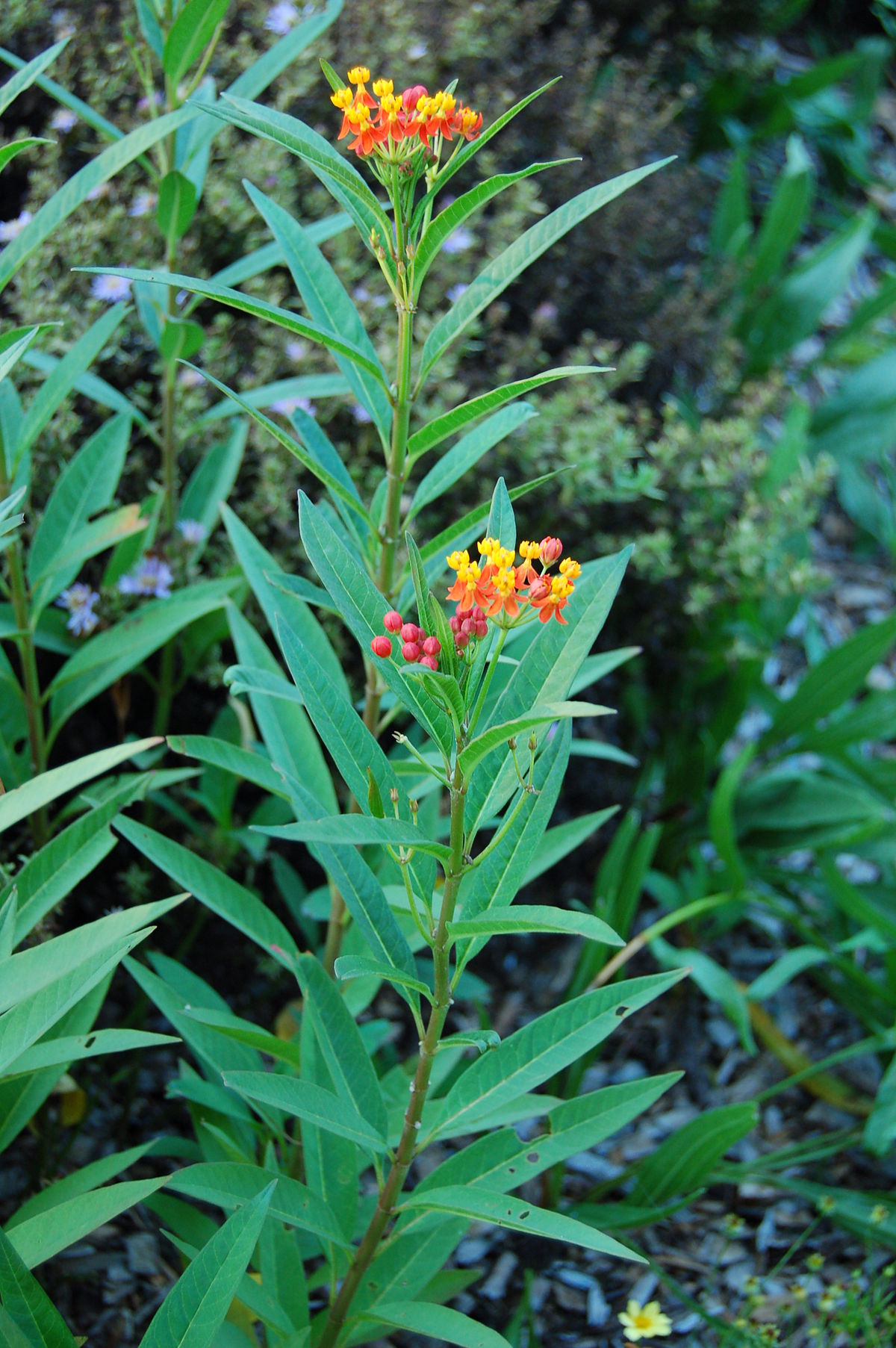 Asclepias curassavica