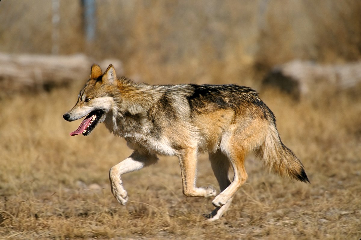 Loup du Mexique