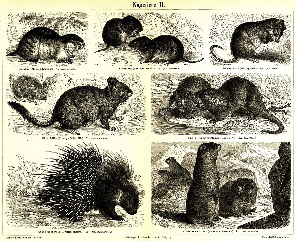 Rodentia