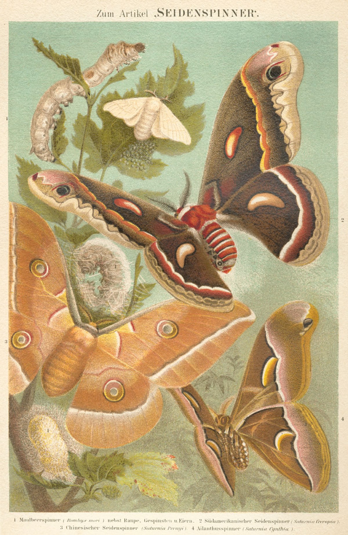 Bombyx du mûrier