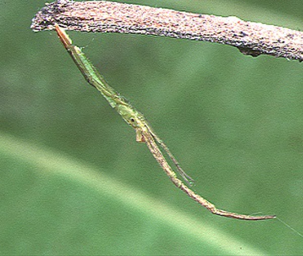 Miagrammopes