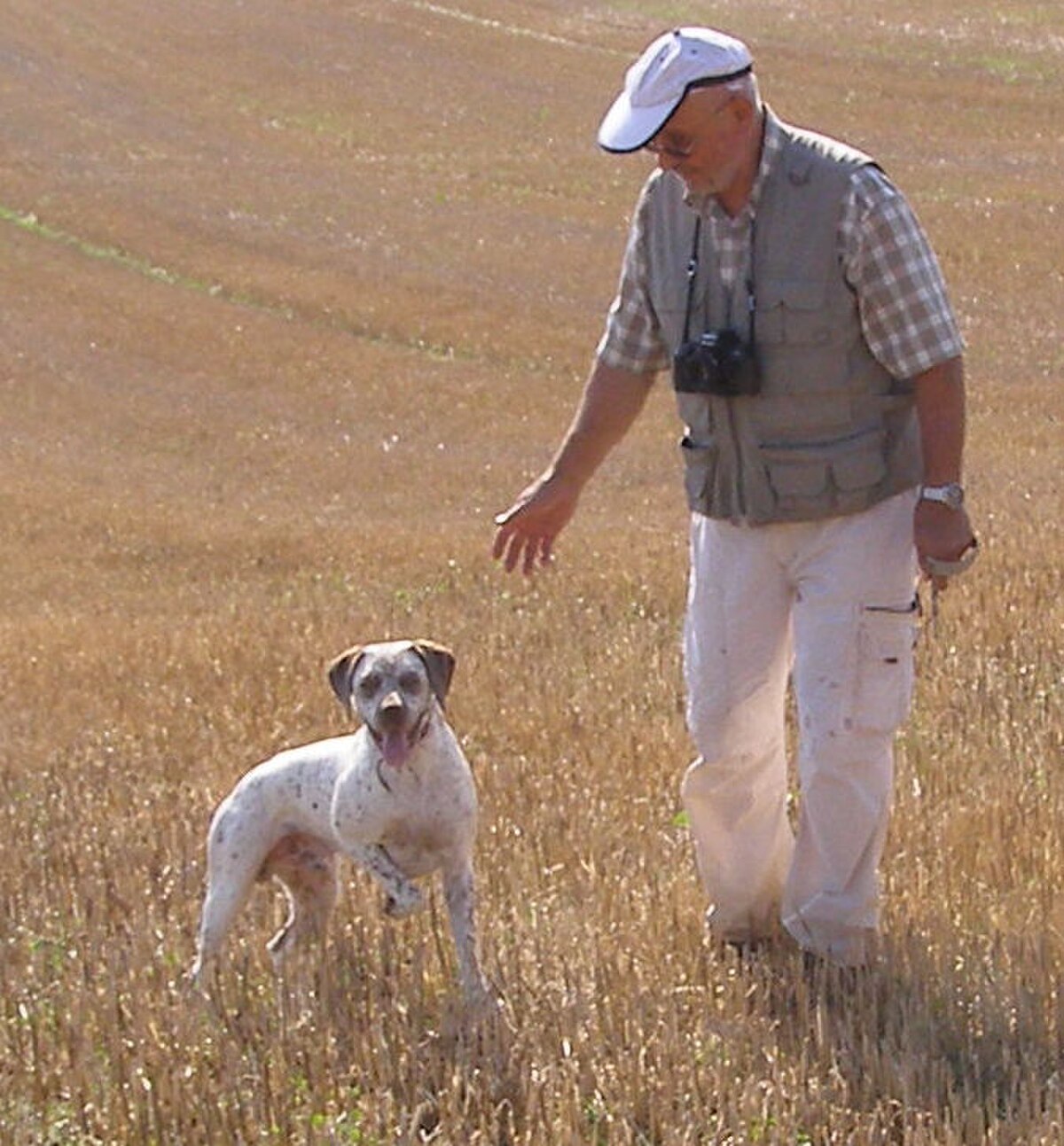 Chien d'arrêt
