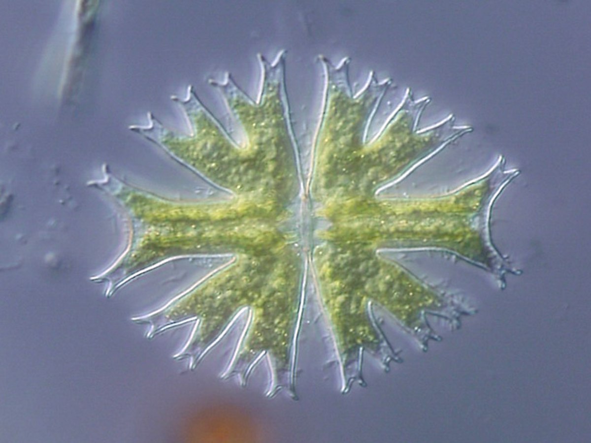 Chlorophyta