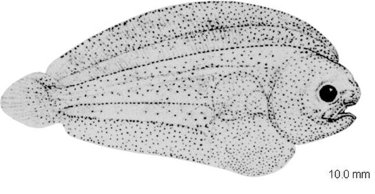Microchirus variegatus.JPG