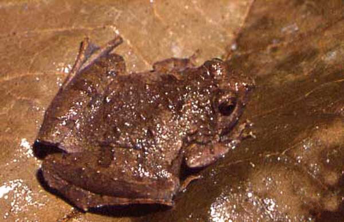 Microhyla berdmorei