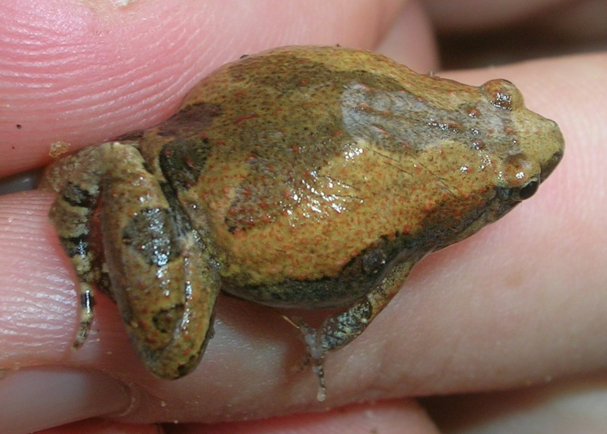 Microhyla ornata
