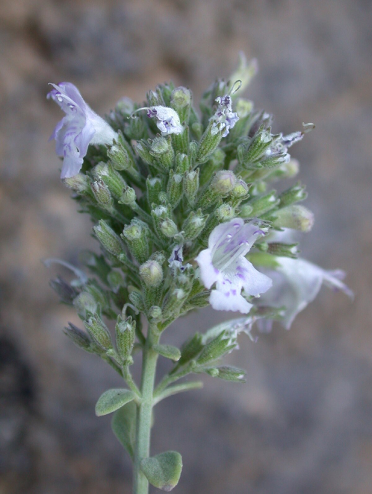 Micromeria