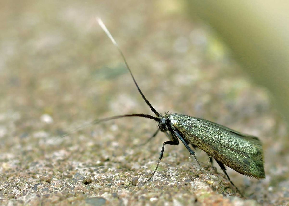 Micropterigidae
