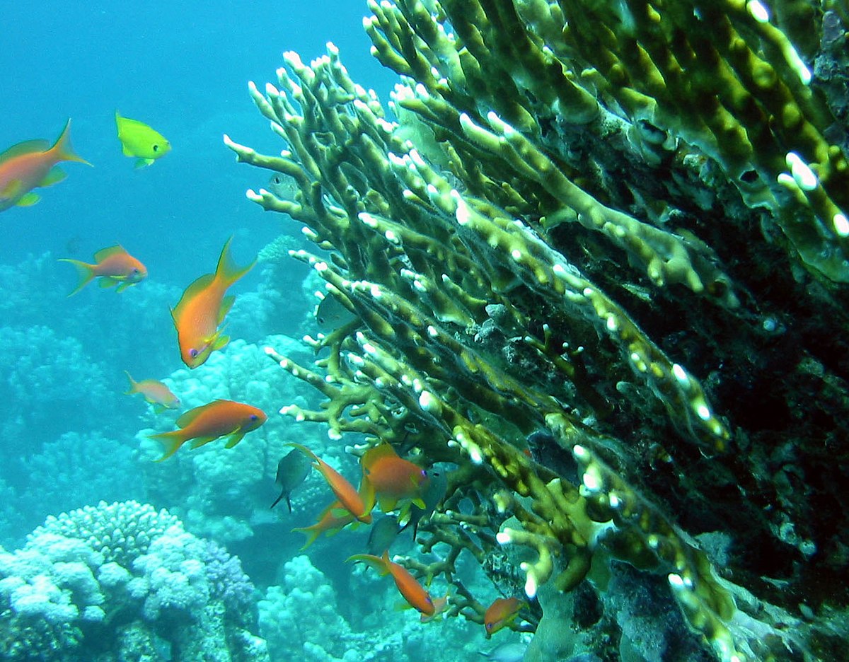 Corail de feu ramifié