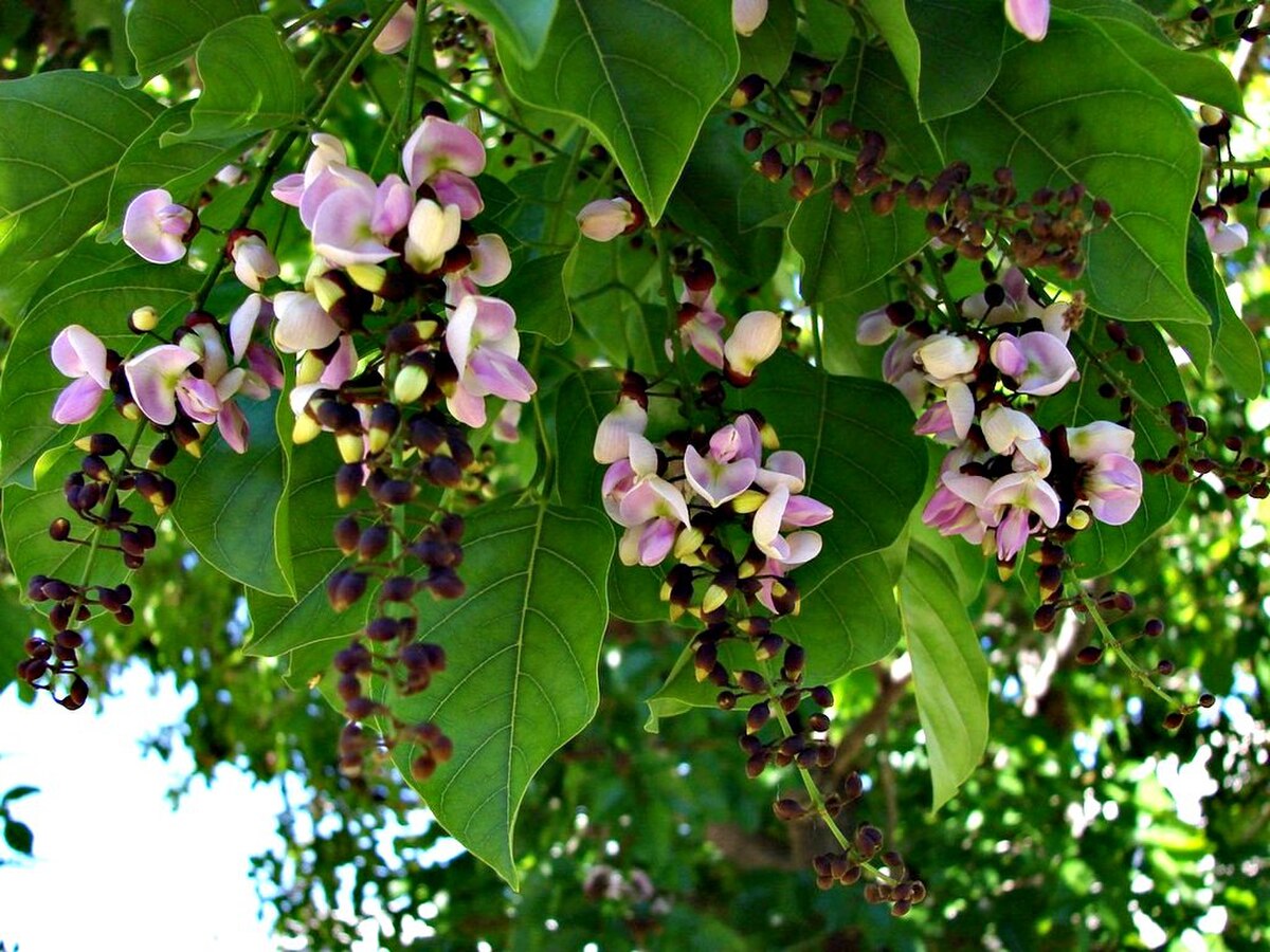 Millettia