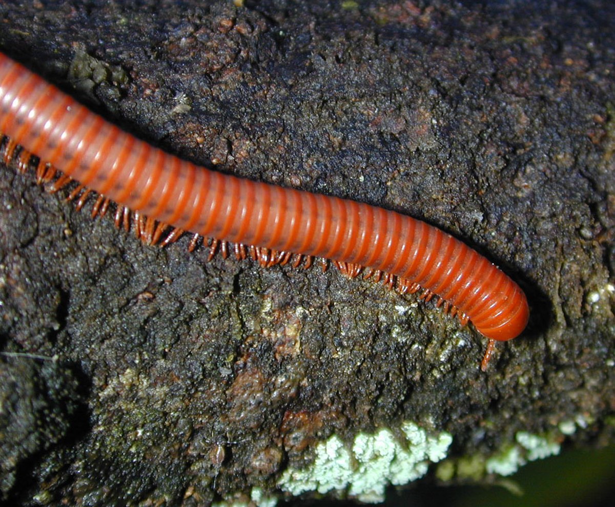 Myriapoda